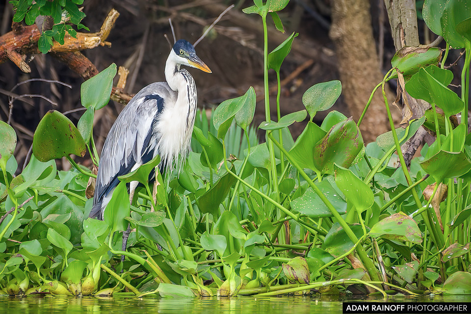 Cocoi Heron, photographed at La Charca de Guarinocito, La Dorada, Caldas, Colombia
