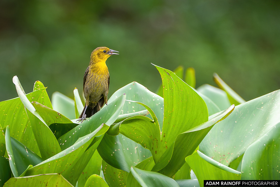 Female Yellow-hooded Blackbird, photographed at La Charca de Guarinocito, La Dorada, Caldas, Colombia
