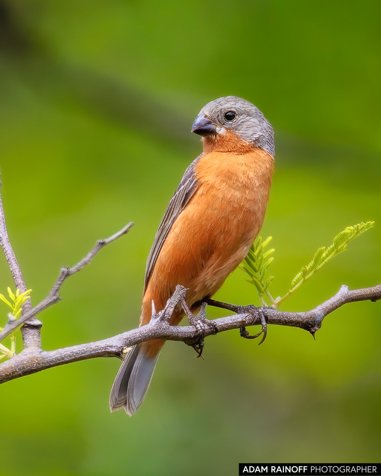 Ruddy-breasted Seedeater, photographed near El Rosario, Nariño, Colombia