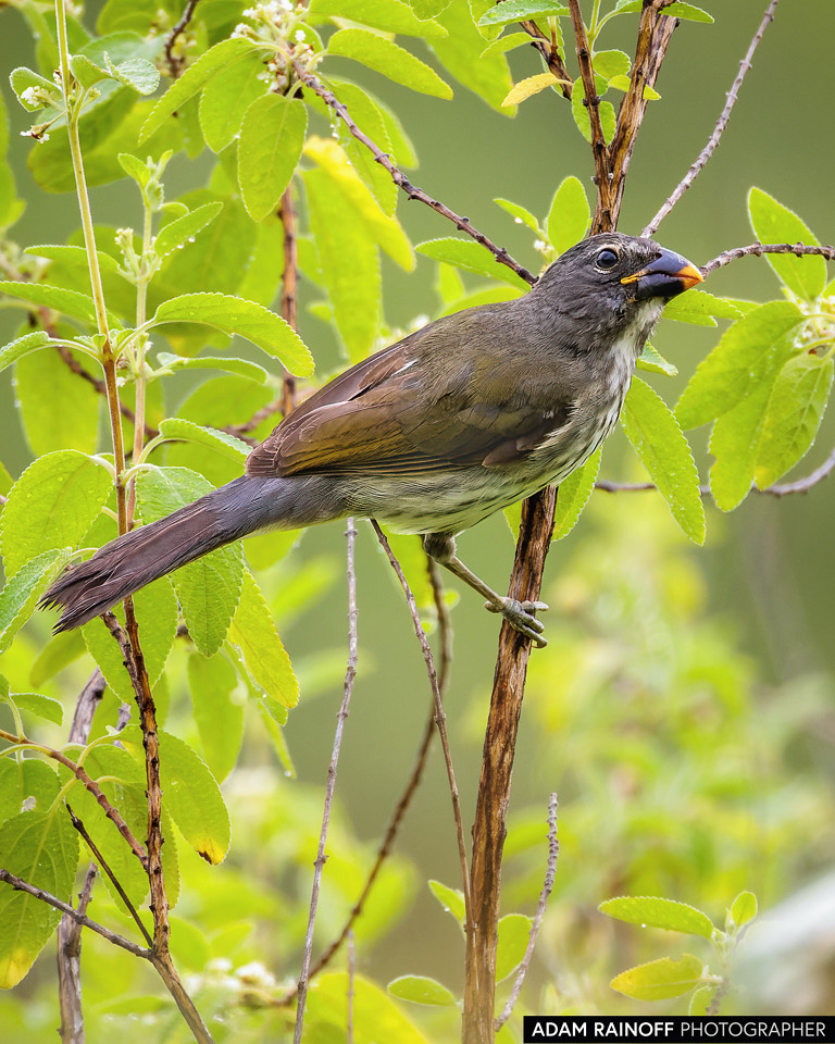 Foto de Streaked Saltator tomada cerca de El Rosario, Nariño, Colombia