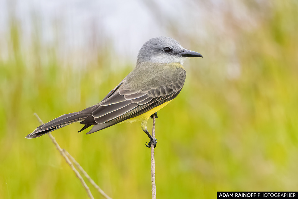 Tropical Kingbird, photographed at Parque Ecotemático Wisirare, near Orocué, Casanare, Colombia