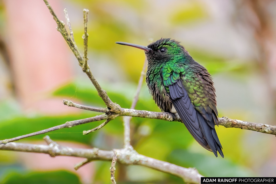 Red-billed Emerald, photographed near Yacuanquer, Nariño, Colombia