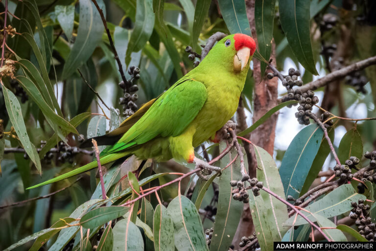 Scarlet-fronted Parakeet (Psittacara wagleri)