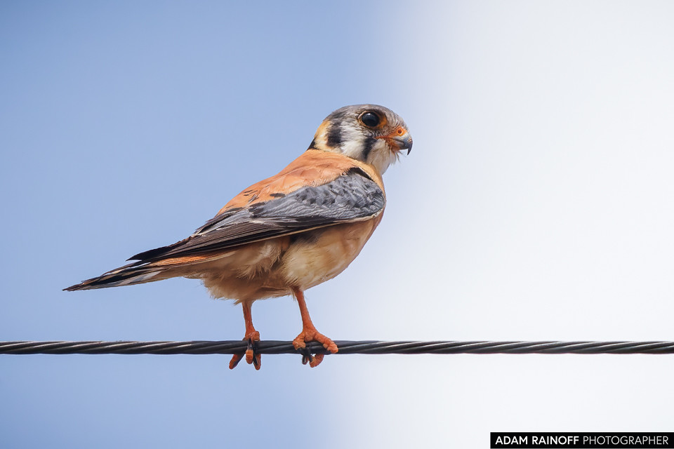 American Kestrel San Jose del Guaviare Colombia, photographed at Beraca Charco Indio, Guaviare, Colombia