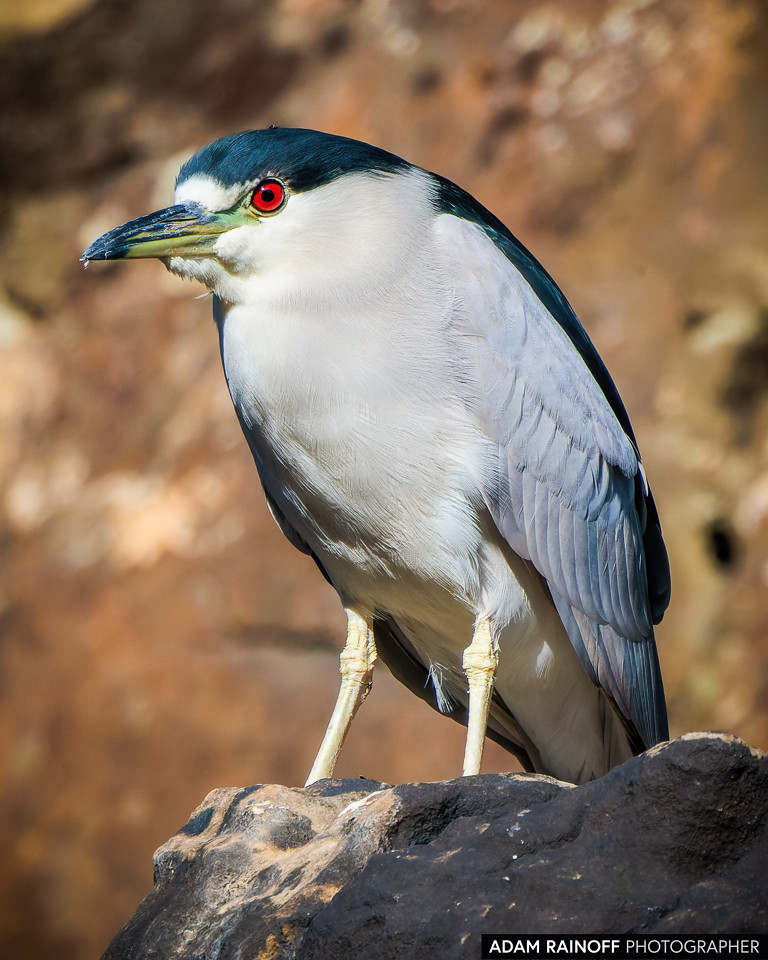 Black-crowned Night Heron, photographed at Meta, Colombia