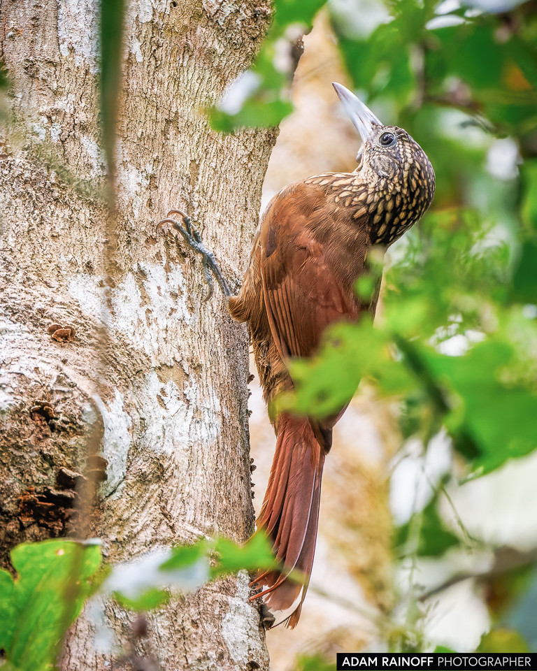 Buff-throated Woodcreeper, photographed at Raudal del Guayabero, Guaviare, Colombia