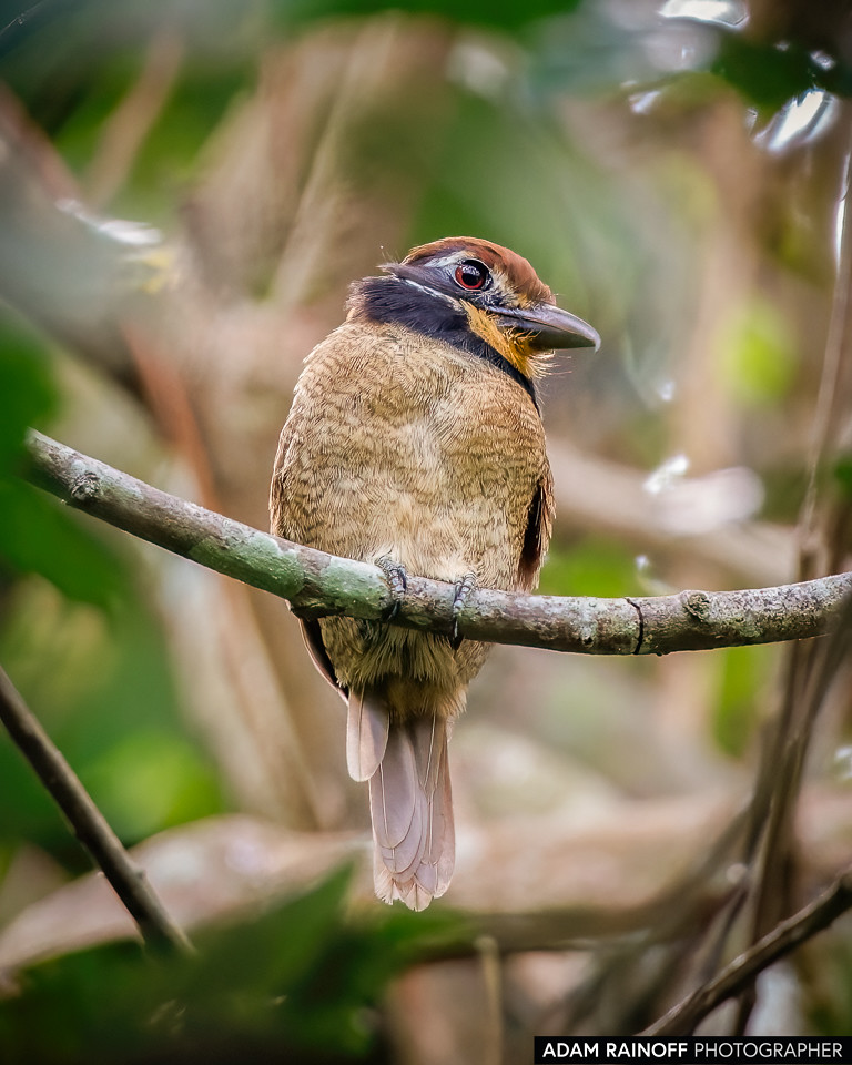 Chestnut-capped Puffbird, photographed at Raudal del Guayabero, Guaviare, Colombia