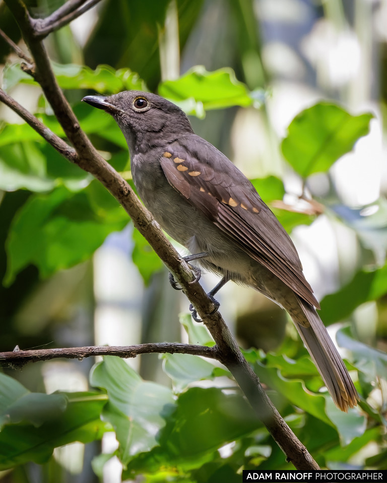 Cinereous Mourner, photographed at Raudal del Guayabero, Guaviare, Colombia