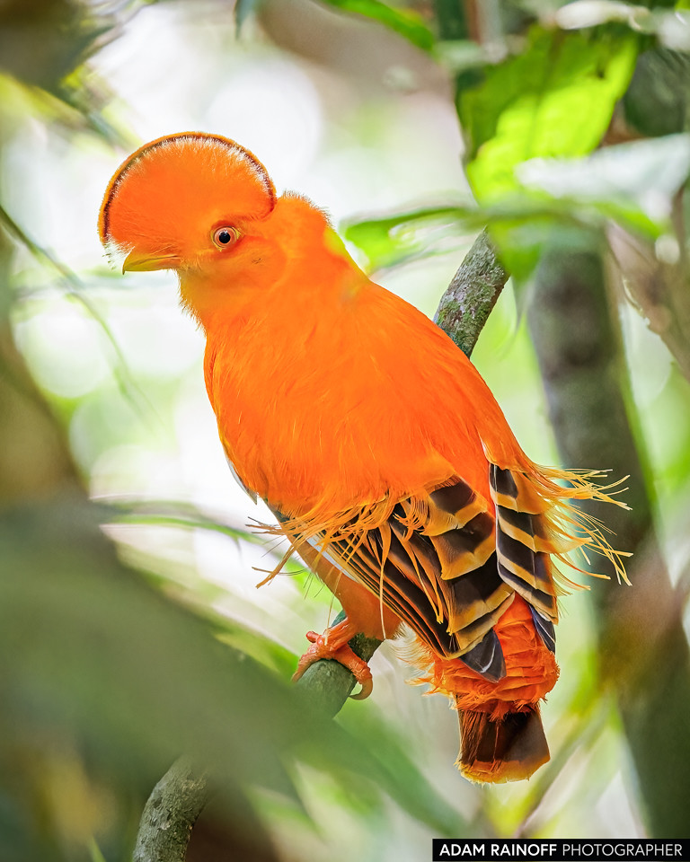 Guianan Cock-of-the-rock, photographed at Finca Ecoturística Rupiguari, Guaviare, Colombia
