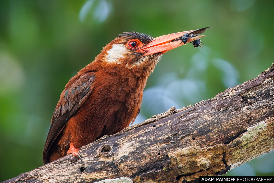 White-eared Jacamar, photographed at Malecón Turístico, Guaviare, Colombia