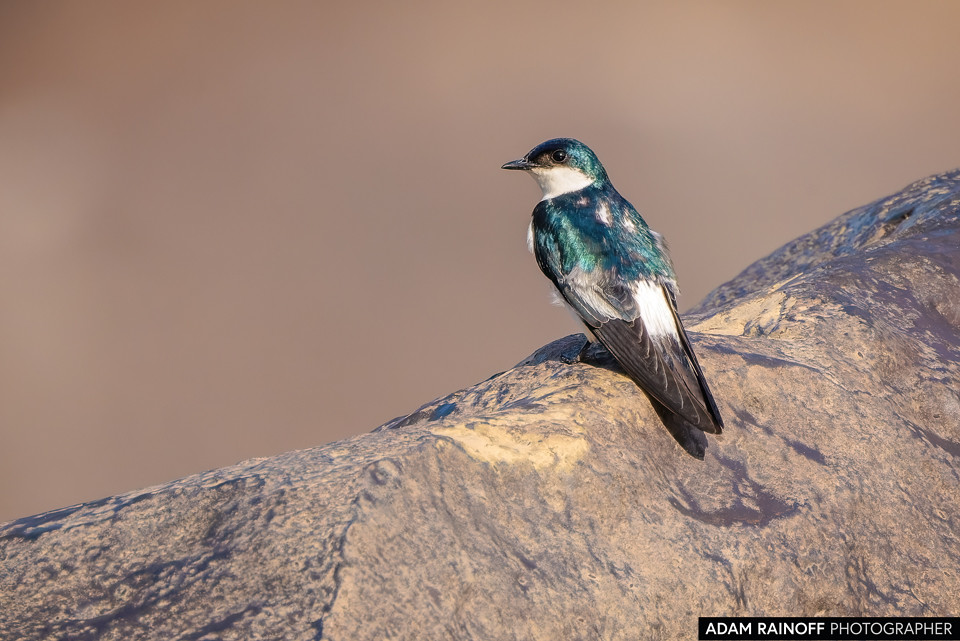 White-winged Swallow, photographed at Meta, Colombia