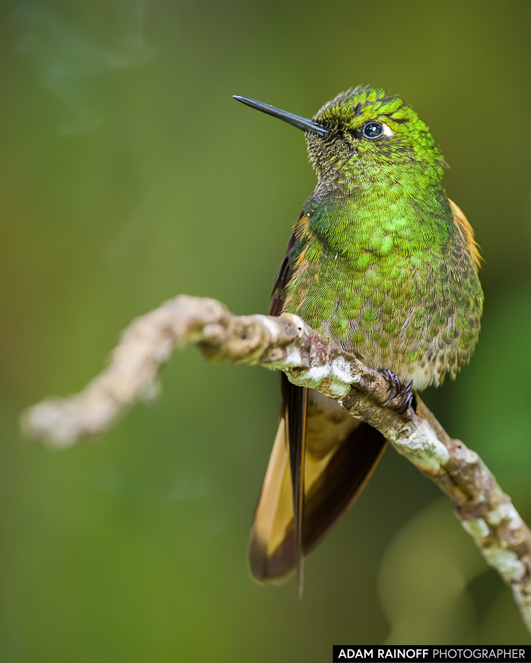 Buff-tailed Coronet, photographed at Recinto del Pensamiento, Manizales, Caldas, Colombia
