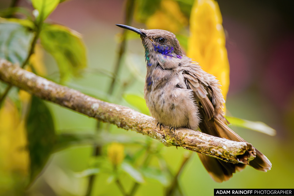 Brown Violetear, photographed at Finca La Florida, near Cali, Valle del Cauca, Colombia