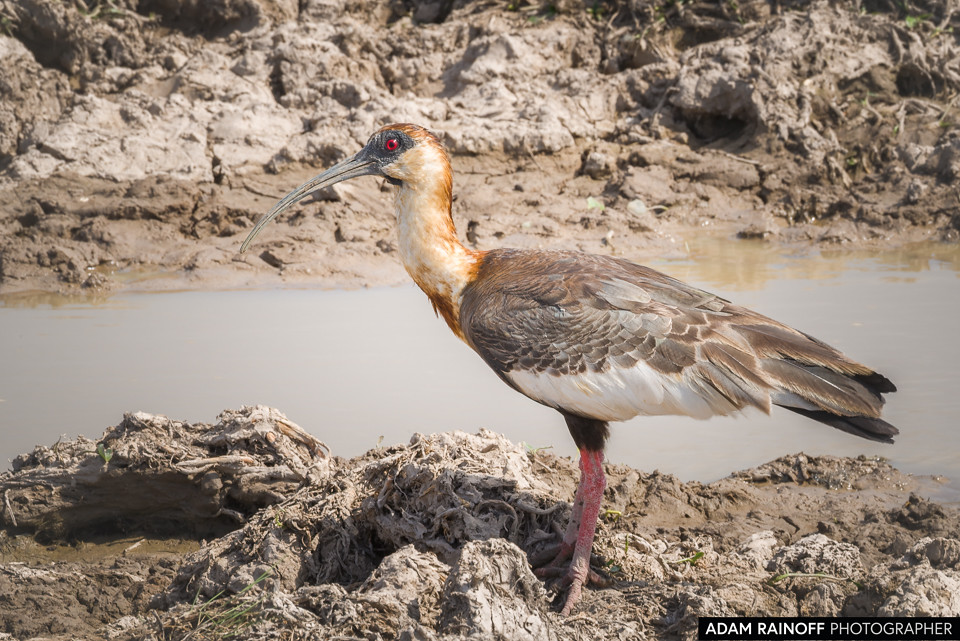 Buff-necked Ibis, photographed at Hato Altamira, Casanare, Colombia