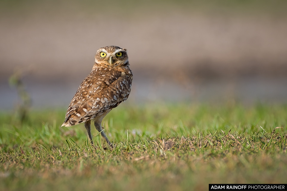 Burrowing Owl, photographed at Hato Altamira, Casanare, Colombia