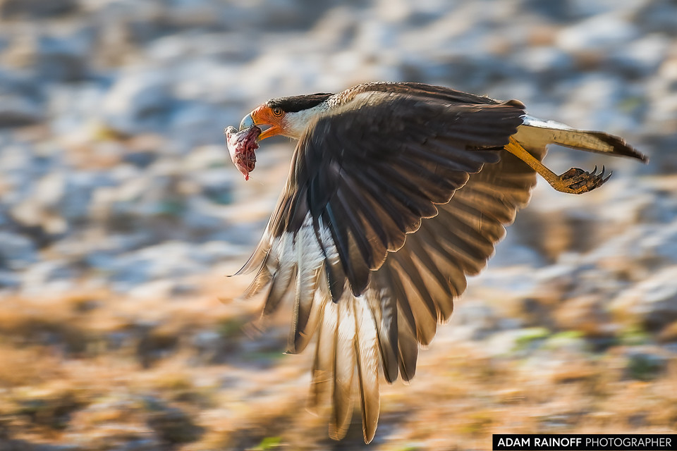 Crested Caracara, photographed at Hato Mata de Palma, Casanare, Colombia