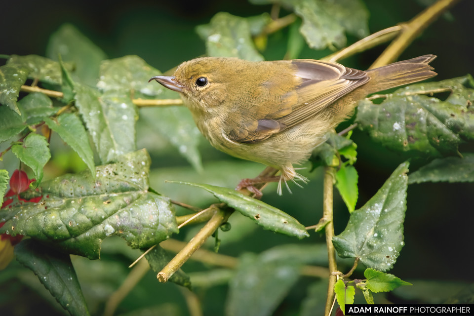Female Rusty Flowerpiercer, photographed at Finca La Florida, near Cali, Valle del Cauca, Colombia