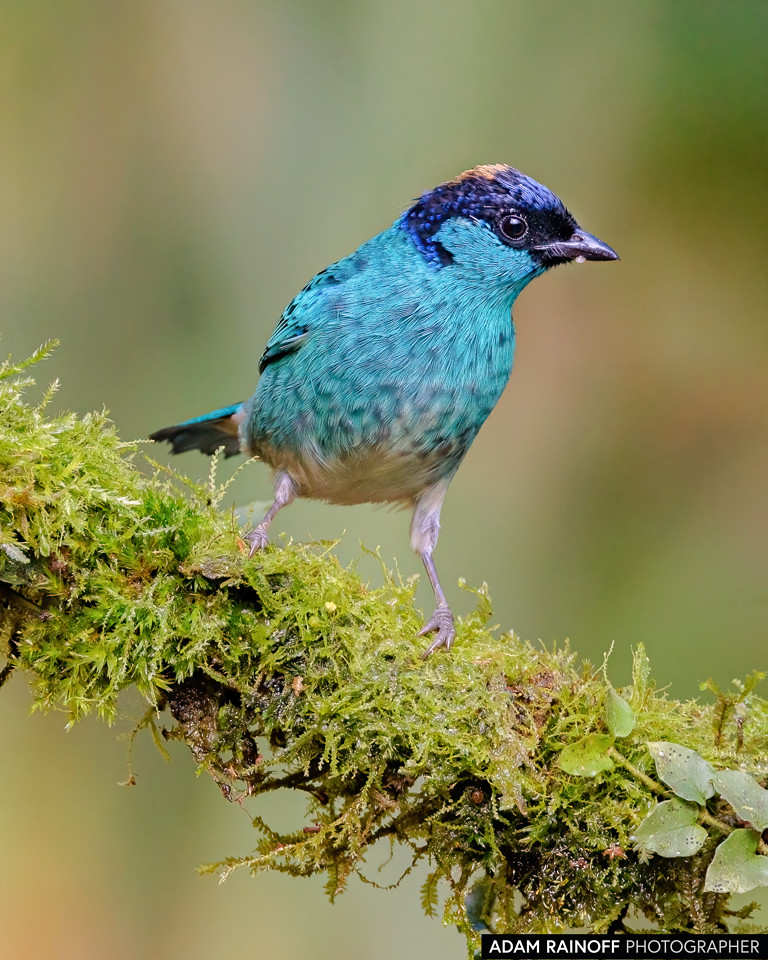 Golden-naped Tanager, photographed at Finca La Florida, near Cali, Valle del Cauca, Colombia