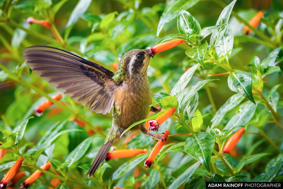 Speckled Hummingbird, photographed at Finca La Florida, near Cali, Valle del Cauca, Colombia
