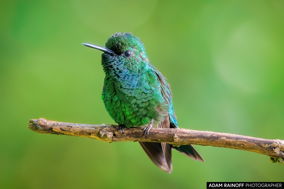 Western Emerald, photographed at Finca La Florida, near Cali, Valle del Cauca, Colombia