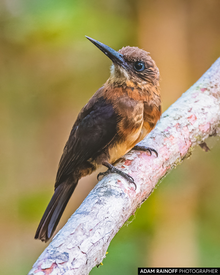 Brown Jacamar, photographed at Finca la Reserva de Ecoflora, near Monterrey, Casanare, Colombia