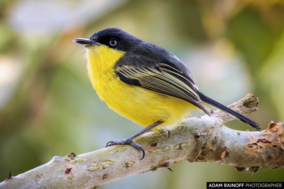 Common Tody-Flycatcher, photographed at Hacienda El Japio, near San Esteban de Caloto, Cauca, Colombia