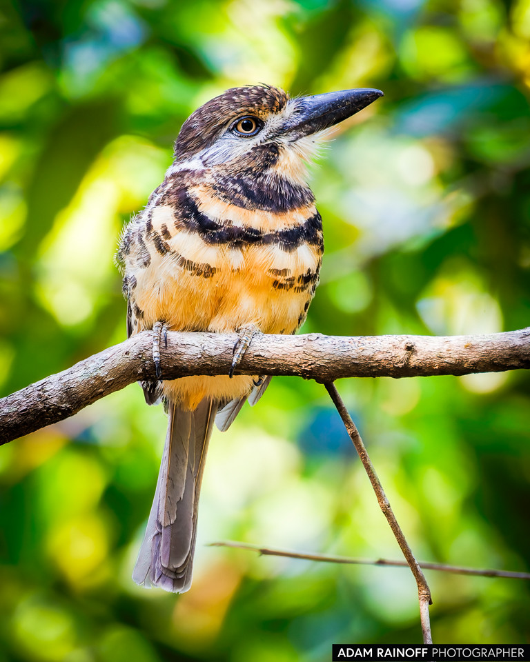 Two-banded Puffbird, photographed at Finca la Reserva de Ecoflora, near Monterrey, Casanare, Colombia