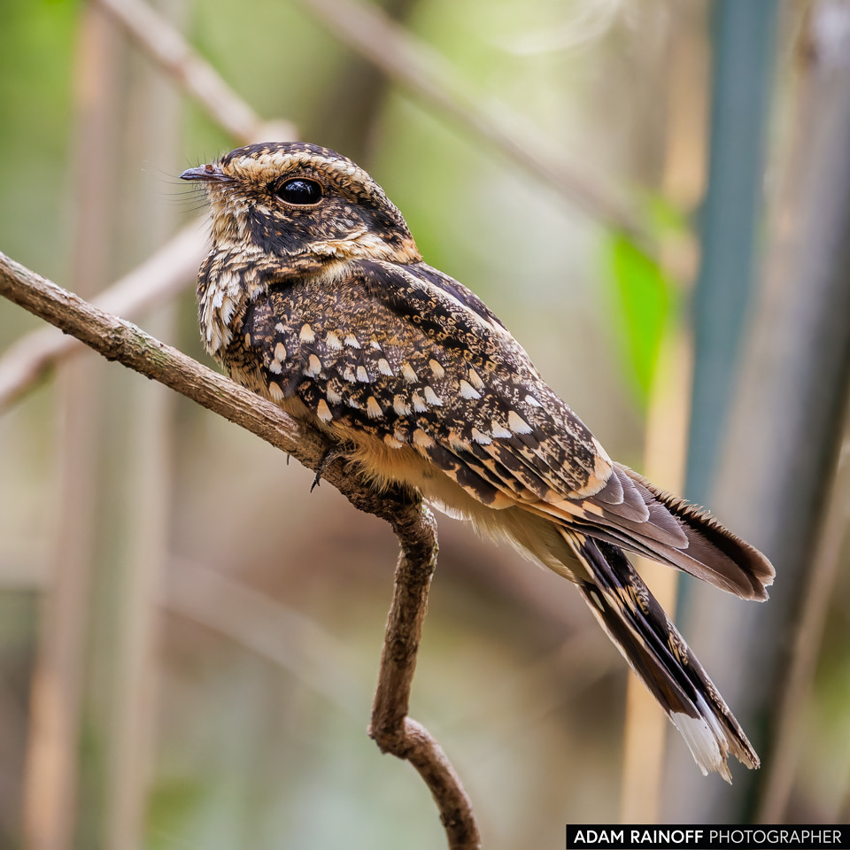 Spot-tailed Nightjar, photographed at Finca la Reserva de Ecoflora, near Monterrey, Casanare, Colombia