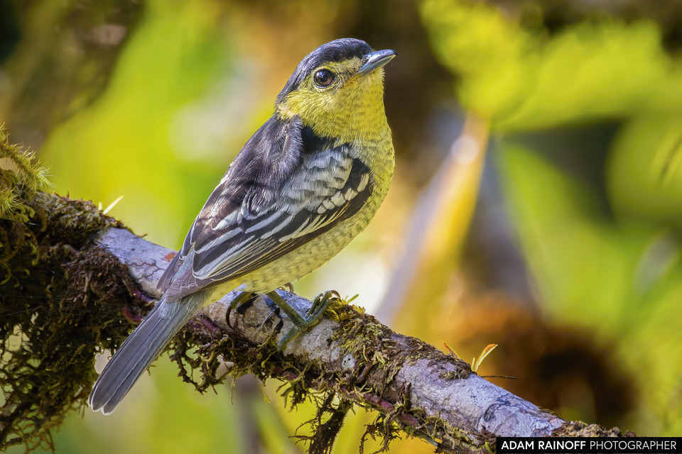 Barred Becard, photographed at Trampolín de la Muerte, Mocoa, Putumayo, Colombia