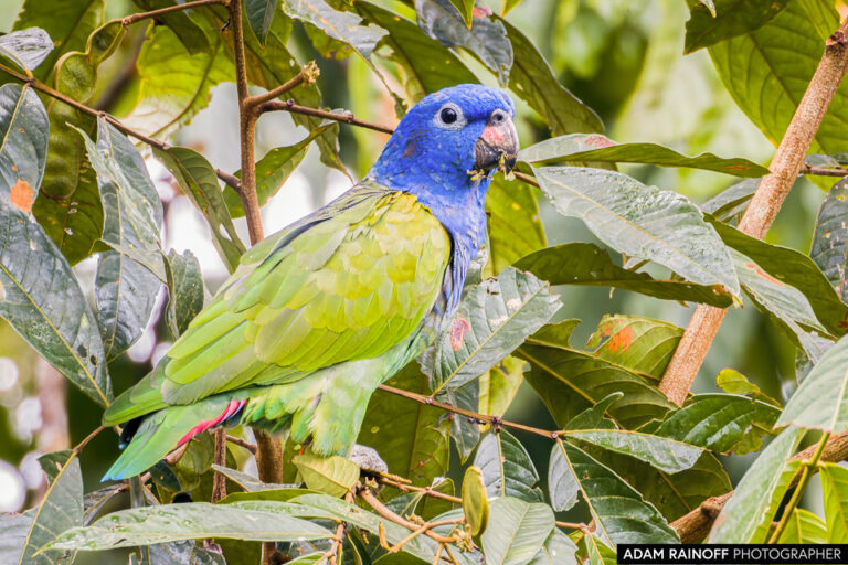 Blue-headed Parrot (Pionus menstruus)