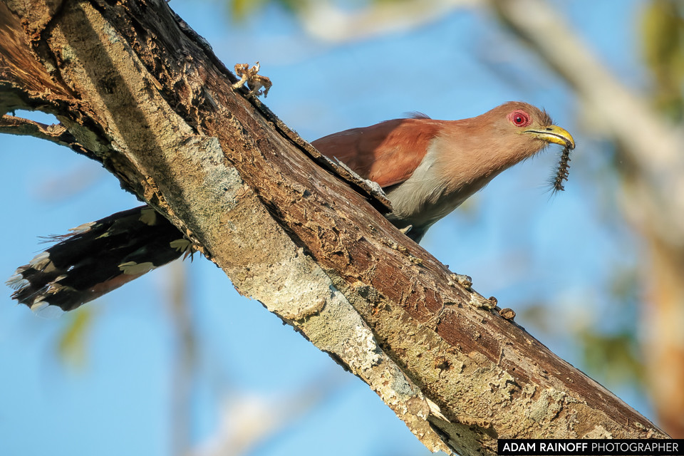 Common Squirrel-Cuckoo, photographed at El Escondite Reserva Natural, near Villagarzón, Putumayo, Colombia