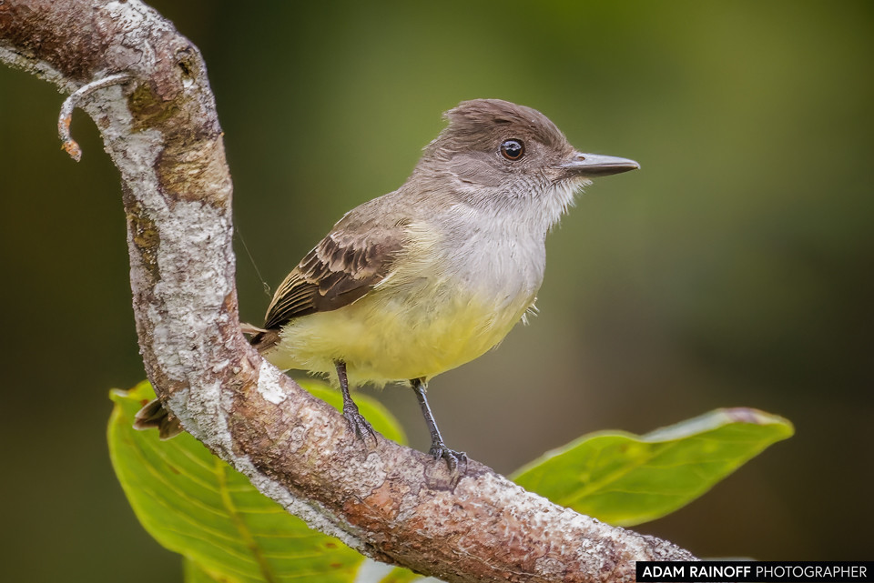 Dusky-capped Flycatcher, photographed at Hostal Huaca Huaca, Putumayo, Colombia