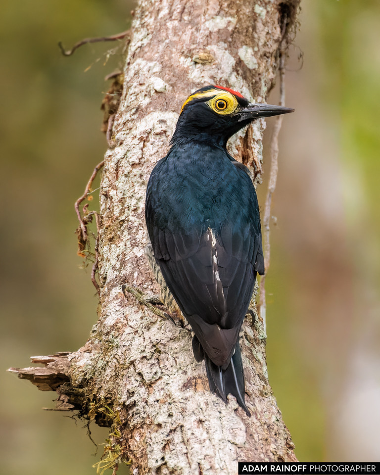 Yellow-tufted Woodpecker, photographed at Hostal Huaca Huaca, Putumayo, Colombia