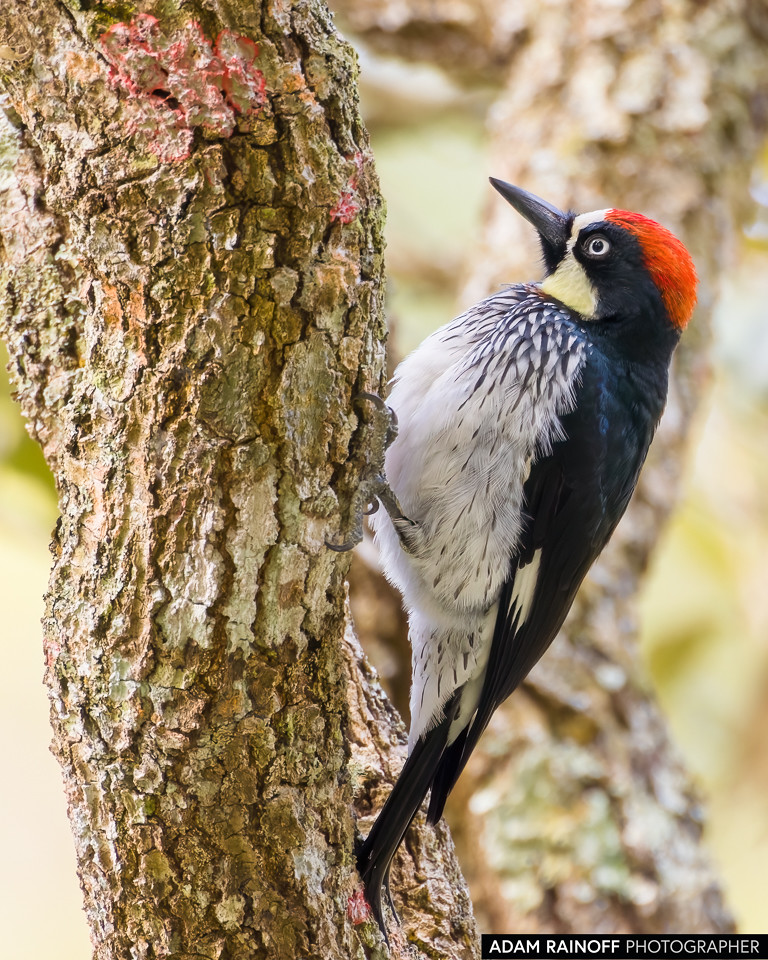 Acorn Woodpecker, photographed at Hostal Monte Verde, Copán, Honduras