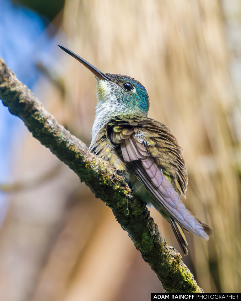 Azure-crowned Hummingbird, photographed at Microcuenca La Hondura, Copán, Honduras