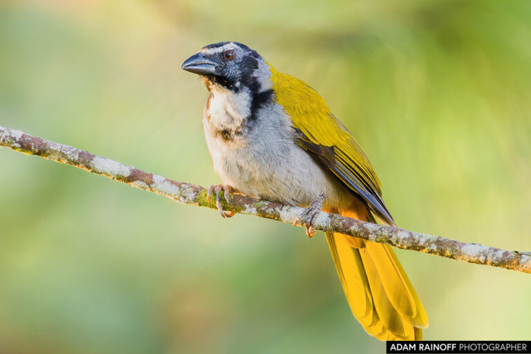 Black-headed Saltator (Saltator atriceps)