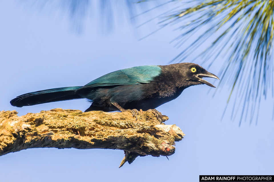 Bushy-crested Jay, photographed at Microcuenca La Hondura, Copán, Honduras