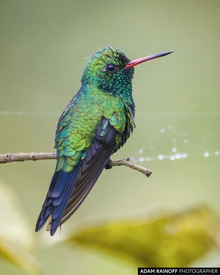 Canivet's Emerald, photographed at Hacienda Montecristo, Copán, Honduras