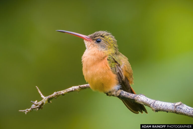 Cinnamon Hummingbird (Amazilia rutila)