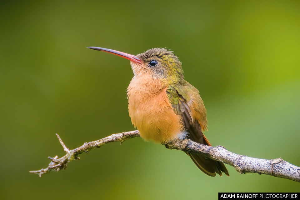 Cinnamon Hummingbird, photographed at Hacienda Montecristo, Copán, Honduras