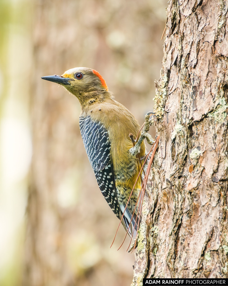Golden-fronted Woodpecker, photographed at Hostal Monte Verde, Copán, Honduras