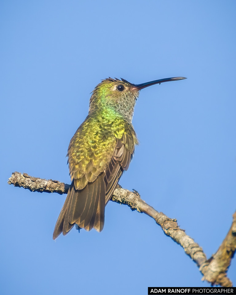 Honduran Emerald, photographed near Tierra Blanca, Gracias, Lempira, Honduras