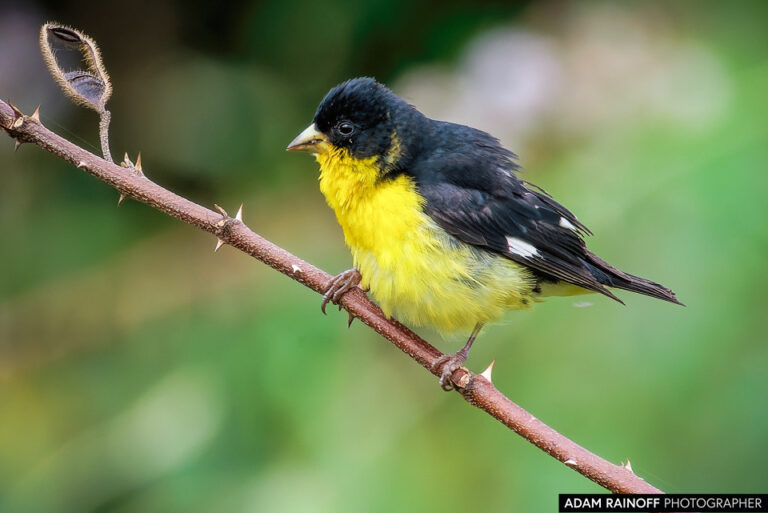 Lesser Goldfinch (Spinus psaltria)