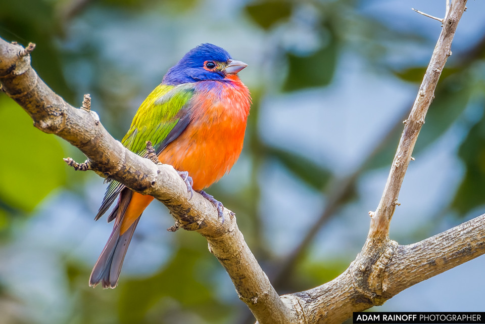 Painted Bunting, photographed at Hacienda Montecristo, Copán, Honduras