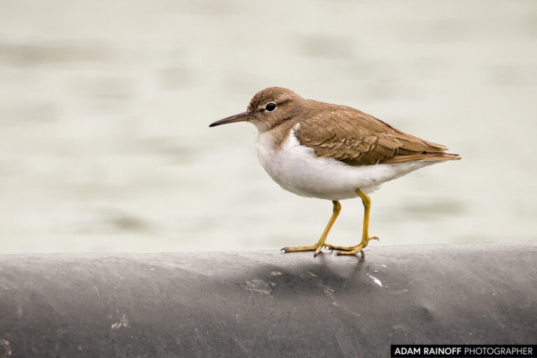 Spotted Sandpiper (Actitis macularius)