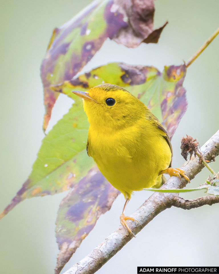 Wilson's Warbler, photographed at Microcuenca La Hondura, Copán, Honduras