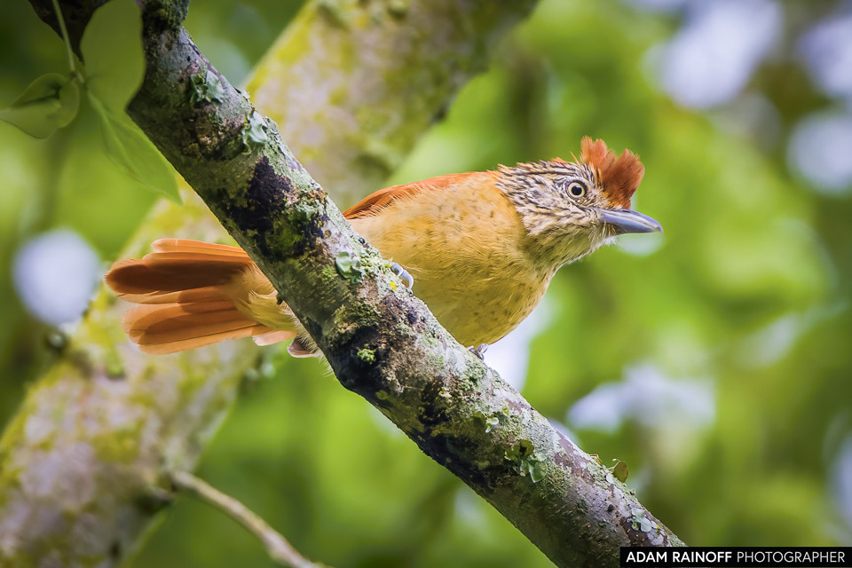 Female Barred Antshrike, photographed at Finca Ecoturística San Javier, near Ibagué, Tolima, Colombia