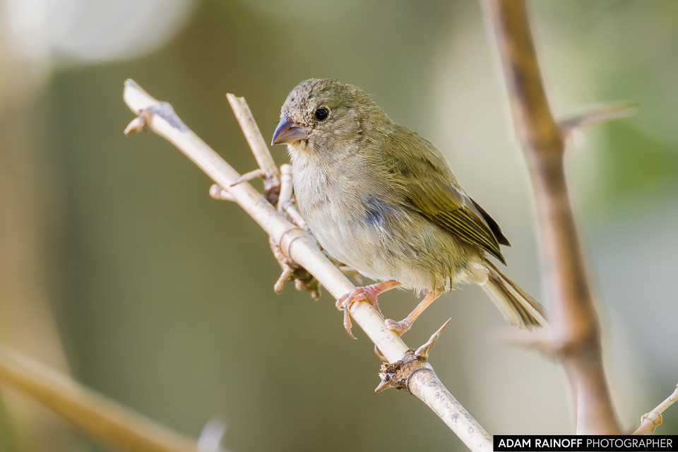 Female Black-faced Grassquit, photographed at Finca Ecoturística San Javier, near Ibagué, Tolima, Colombia