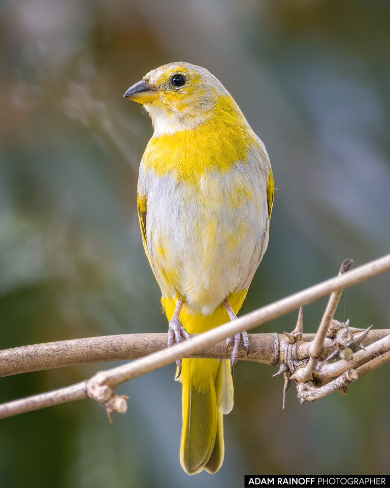 Juvenile Saffron Finch, photographed at Finca Ecoturística San Javier, near Ibagué, Tolima, Colombia