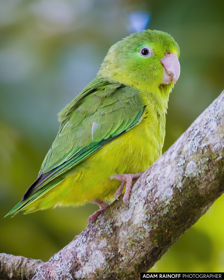 Spectacled Parrotlet, photographed at Finca Ecoturística San Javier, near Ibagué, Tolima, Colombia